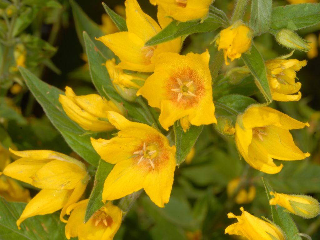 Dei fiori gialli ed arancione - Lysimachia punctata